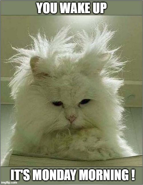 After A Great Weekend ! | YOU WAKE UP; IT'S MONDAY MORNING ! | image tagged in cats,monday mornings | made w/ Imgflip meme maker