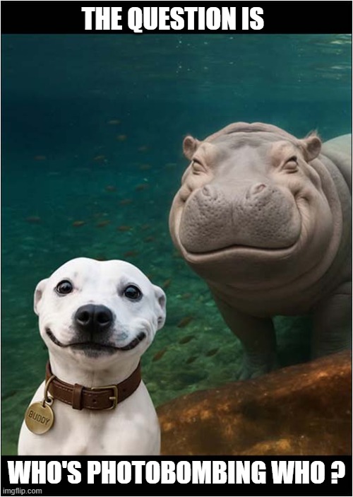 Smile ! | THE QUESTION IS; WHO'S PHOTOBOMBING WHO ? | image tagged in dogs,hippopotamus,photobomb,smiles | made w/ Imgflip meme maker