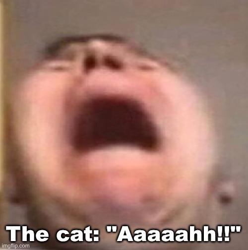 . | The cat: "Aaaaahh!!" | made w/ Imgflip meme maker