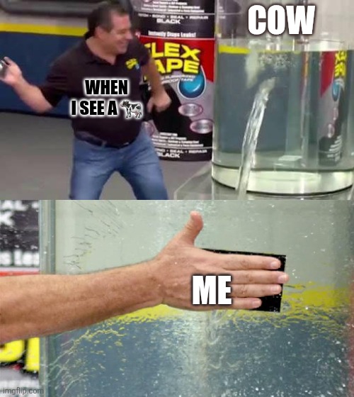 Flex Tape | COW; WHEN I SEE A 🐄; ME | image tagged in flex tape | made w/ Imgflip meme maker
