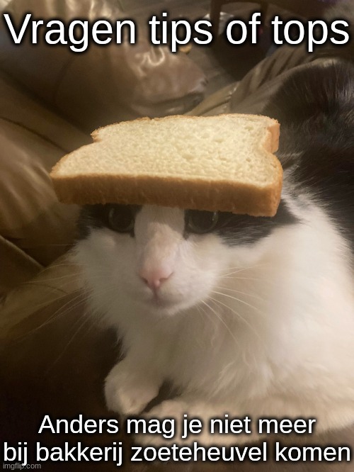 4your Bakery | Vragen tips of tops; Anders mag je niet meer bij bakkerij zoeteheuvel komen | image tagged in bread cat | made w/ Imgflip meme maker