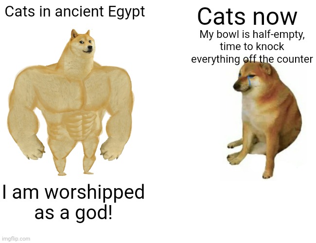 Buff Doge vs. Cheems | Cats in ancient Egypt; Cats now; My bowl is half-empty, time to knock everything off the counter; I am worshipped as a god! | image tagged in memes,buff doge vs cheems | made w/ Imgflip meme maker