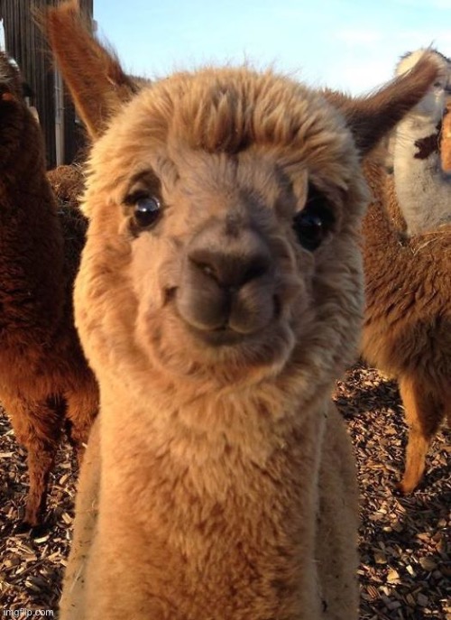 Alpacasmiling | image tagged in alpacasmiling | made w/ Imgflip meme maker