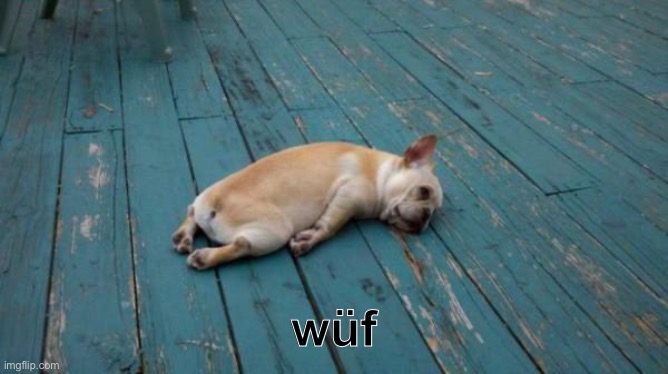 tired dog | wüf | image tagged in tired dog | made w/ Imgflip meme maker