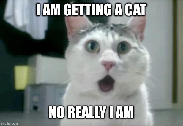 OMG Cat | I AM GETTING A CAT; NO REALLY I AM | image tagged in memes,omg cat | made w/ Imgflip meme maker