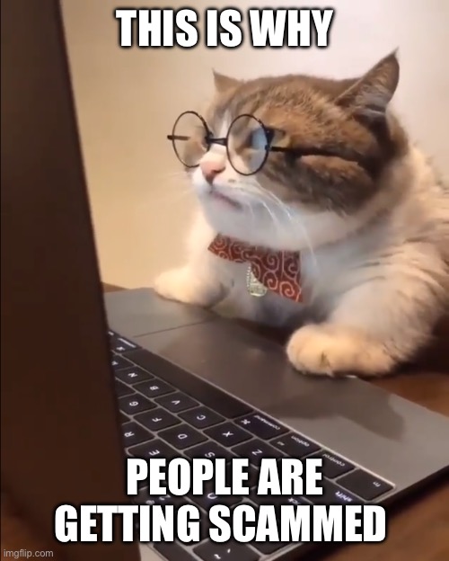 research cat | THIS IS WHY; PEOPLE ARE GETTING SCAMMED | image tagged in research cat | made w/ Imgflip meme maker