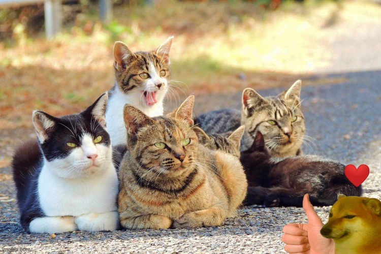 Stop animal cruelty | image tagged in animals,cat,cute | made w/ Imgflip meme maker