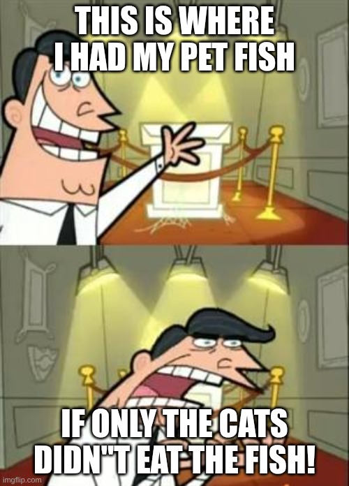This Is Where I'd Put My Trophy If I Had One Meme | THIS IS WHERE I HAD MY PET FISH; IF ONLY THE CATS DIDN"T EAT THE FISH! | image tagged in memes | made w/ Imgflip meme maker