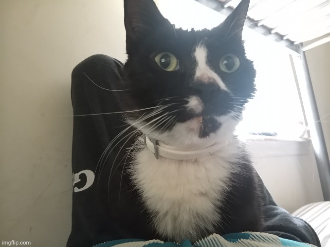 Cat reveal part 1 | made w/ Imgflip meme maker