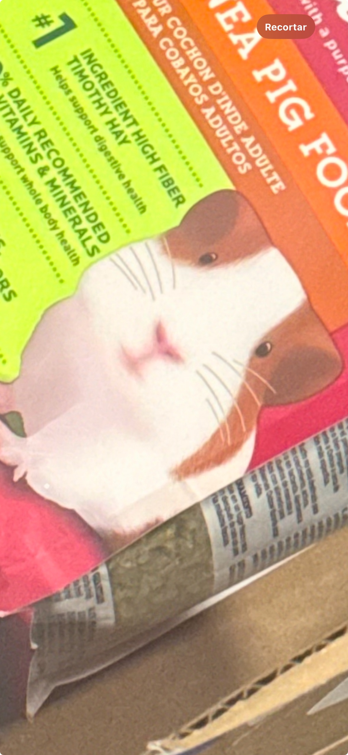 Surprised Hamster Blank Meme Template