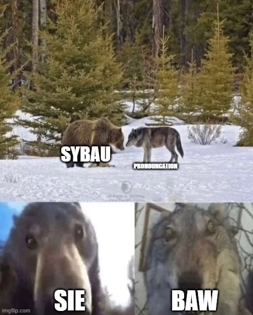 PRONOUNCATION!!! | SYBAU; PRONOUNCATION; SIE; BAW | image tagged in bear vs wolf | made w/ Imgflip meme maker