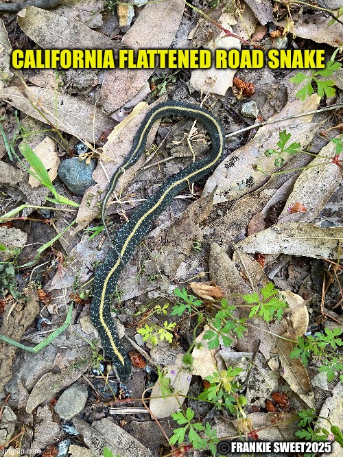 California flattened road snake | CALIFORNIA FLATTENED ROAD SNAKE; ©️FRANKIE SWEET2025 | image tagged in snake,garter snake,road,animals,wildlife | made w/ Imgflip meme maker