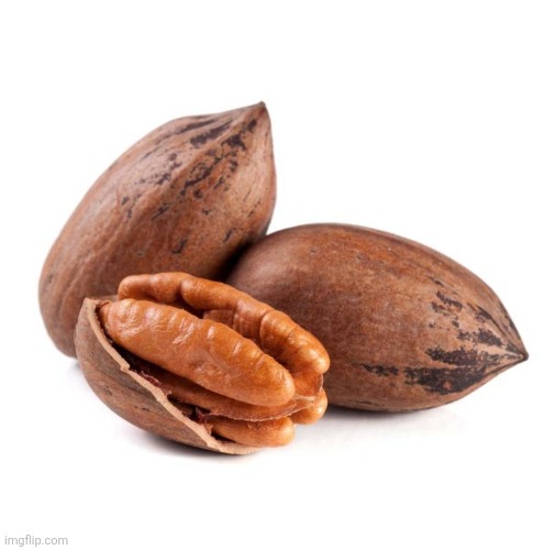 nut in shell | image tagged in nut in shell | made w/ Imgflip meme maker