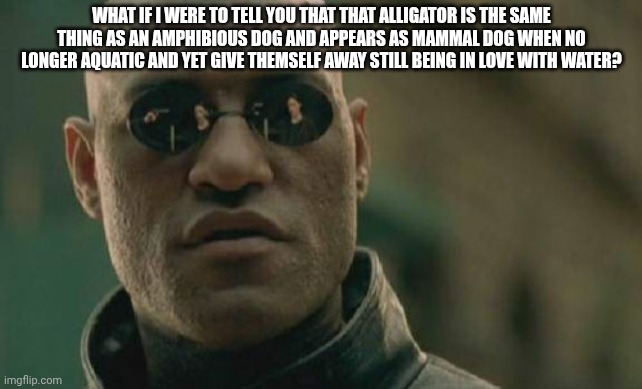 Neo your fly is down | WHAT IF I WERE TO TELL YOU THAT THAT ALLIGATOR IS THE SAME THING AS AN AMPHIBIOUS DOG AND APPEARS AS MAMMAL DOG WHEN NO LONGER AQUATIC AND YET GIVE THEMSELF AWAY STILL BEING IN LOVE WITH WATER? | image tagged in memes,matrix morpheus | made w/ Imgflip meme maker