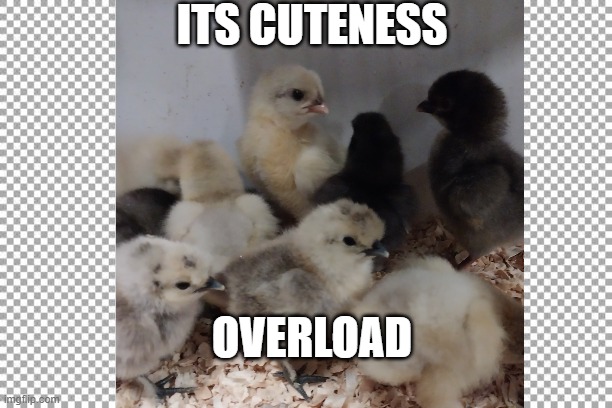Chicken Cutenss | ITS CUTENESS; OVERLOAD | image tagged in free | made w/ Imgflip meme maker
