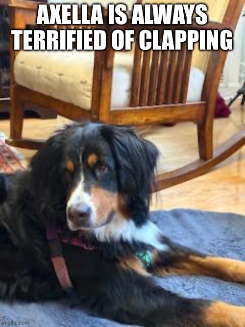 Dog Terrified Of Clapping | AXELLA IS ALWAYS TERRIFIED OF CLAPPING | image tagged in dogs,canine noise phobia,bernese moutain dogs | made w/ Imgflip meme maker