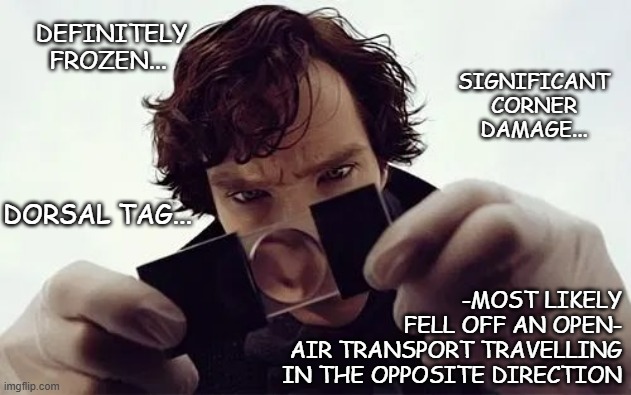 Sherlock Magnifying Glass | DEFINITELY FROZEN... -MOST LIKELY
FELL OFF AN OPEN-
AIR TRANSPORT TRAVELLING
IN THE OPPOSITE DIRECTION DORSAL TAG... SIGNIFICANT CORNER DAMA | image tagged in sherlock magnifying glass | made w/ Imgflip meme maker