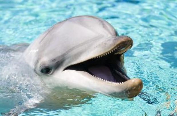 image tagged in dumb joke dolphin | made w/ Imgflip meme maker
