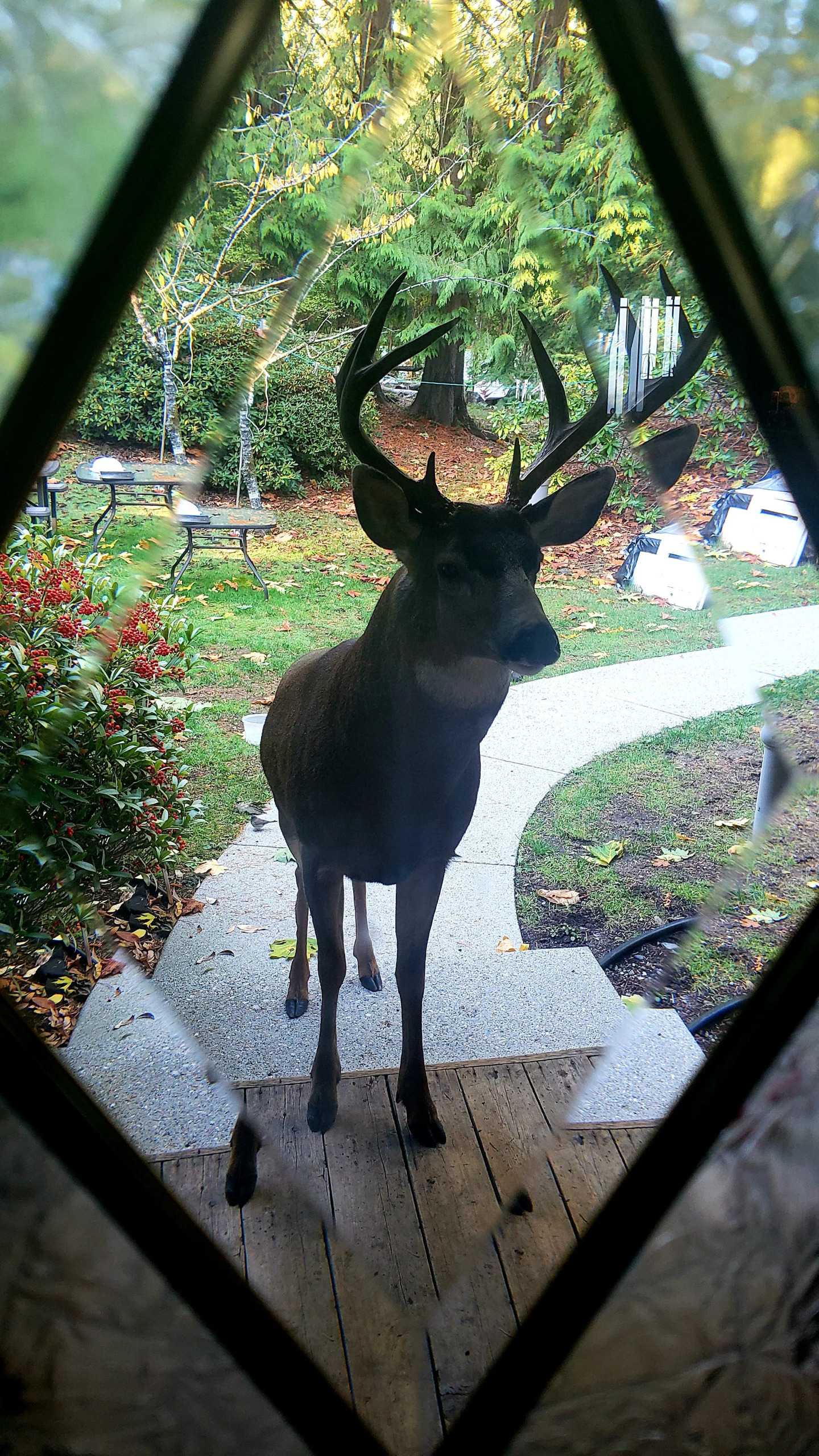 Deer at front door Blank Meme Template