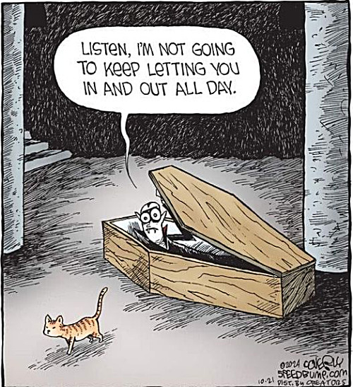 It's the same everywhere. | image tagged in memes,cats | made w/ Imgflip meme maker