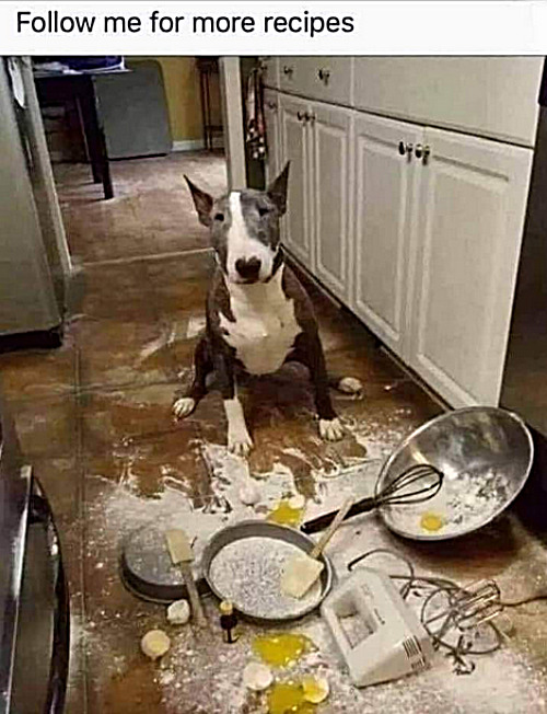 When Buster cooks. | image tagged in memes,dogs | made w/ Imgflip meme maker