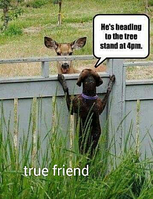 Lost his job as soon as it went viral. | image tagged in memes,dogs,hunting | made w/ Imgflip meme maker