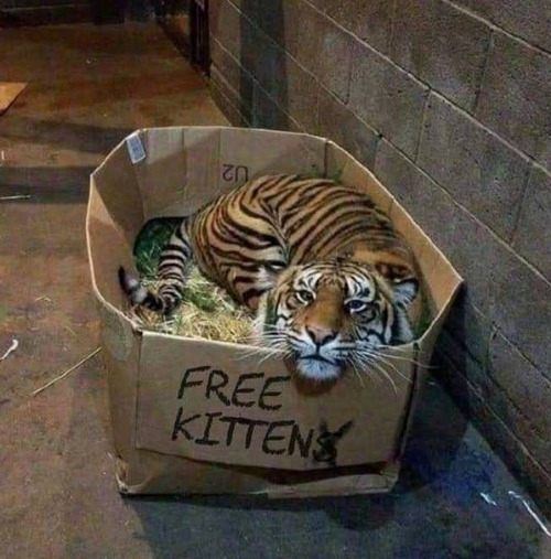 The runt of the litter. | image tagged in memes,cats | made w/ Imgflip meme maker