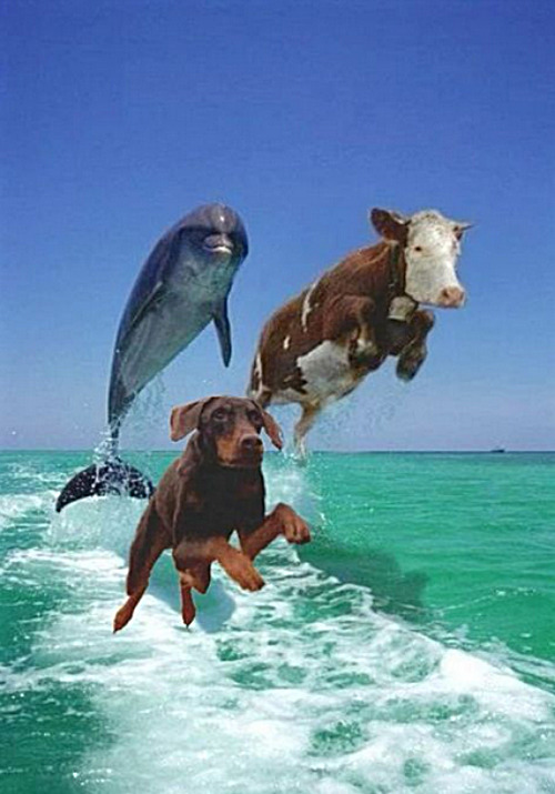 Sea Mammals | image tagged in memes,fun,middle school | made w/ Imgflip meme maker