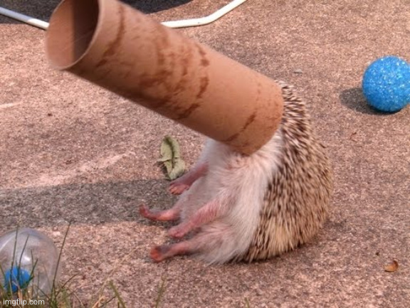 no context | image tagged in hedgehog toilet roll | made w/ Imgflip meme maker