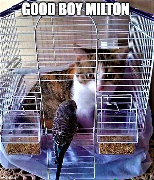 cat in bird cage | GOOD BOY MILTON | image tagged in cat in bird cage | made w/ Imgflip meme maker