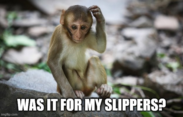Thinking Monkey | WAS IT FOR MY SLIPPERS? | image tagged in thinking monkey | made w/ Imgflip meme maker