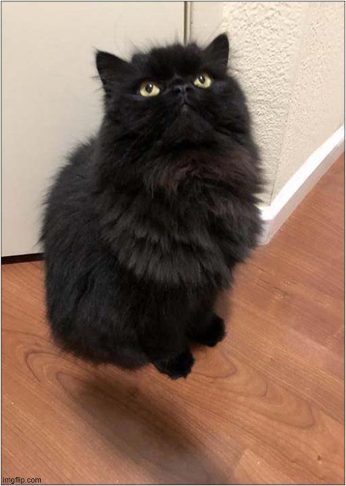 Hovercat ! | image tagged in cats,hover,optical illusion | made w/ Imgflip meme maker