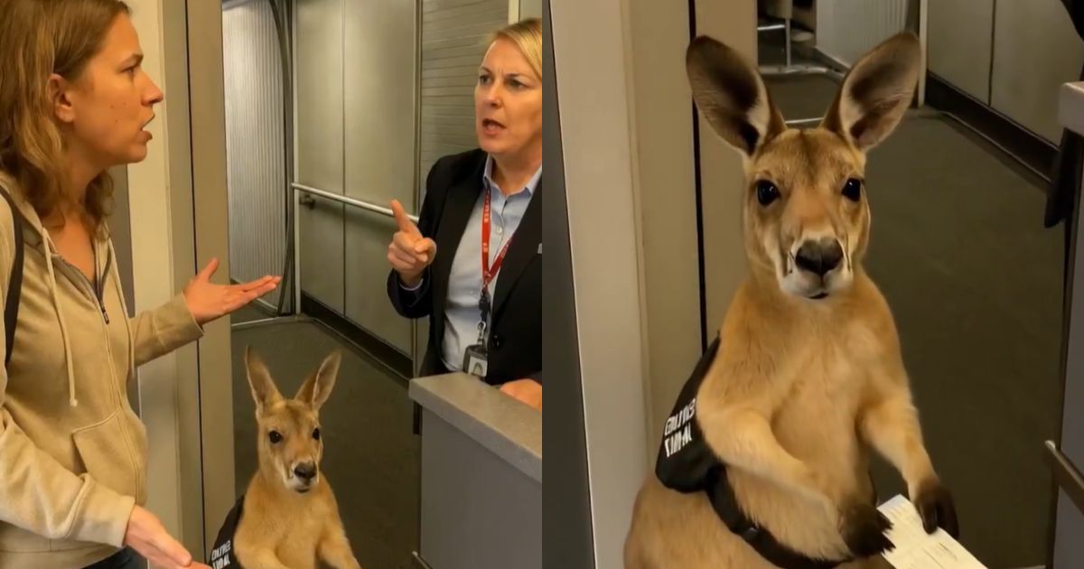 kangaroo Blank Meme Template