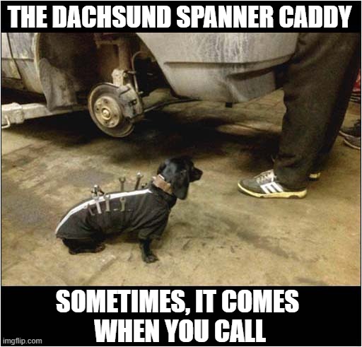 A Mechanics Dog ! | THE DACHSUND SPANNER CADDY; SOMETIMES, IT COMES
 WHEN YOU CALL | image tagged in dogs,dachshund,mechanic,spanners | made w/ Imgflip meme maker