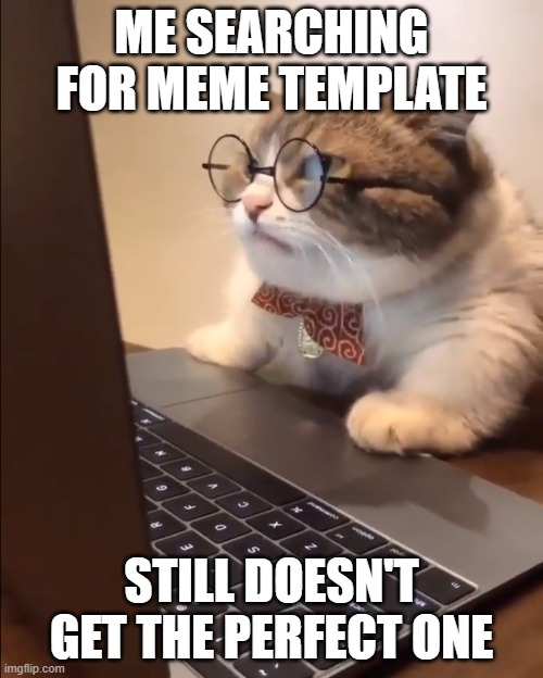 research cat | ME SEARCHING FOR MEME TEMPLATE; STILL DOESN'T GET THE PERFECT ONE | image tagged in research cat | made w/ Imgflip meme maker