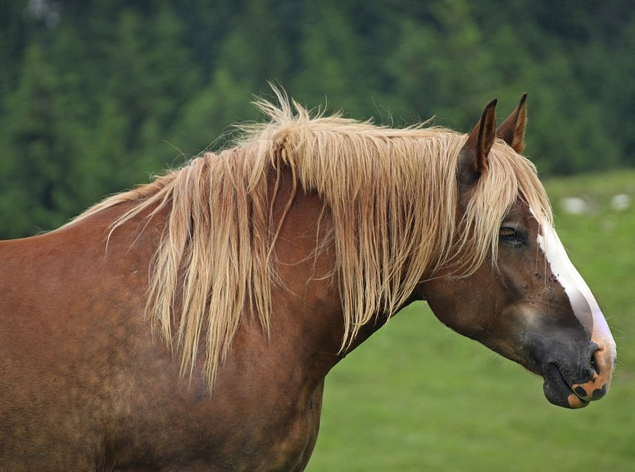 Horse Blank Meme Template