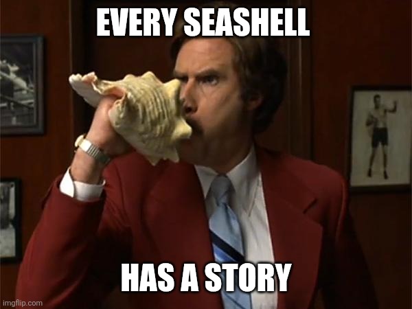 Seashell | EVERY SEASHELL; HAS A STORY | image tagged in news team assemble,funny memes | made w/ Imgflip meme maker