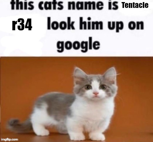 This cat’s name is | Tentacle; r34 | image tagged in this cat s name is | made w/ Imgflip meme maker