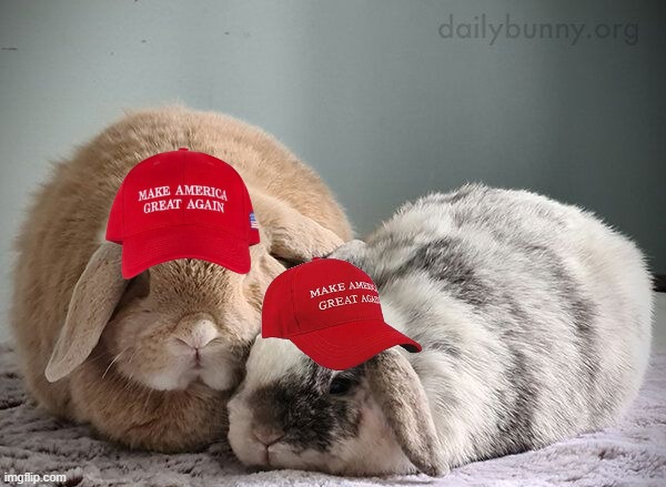 Cute fluffy bunnies | image tagged in bunnies,cute,pets | made w/ Imgflip meme maker