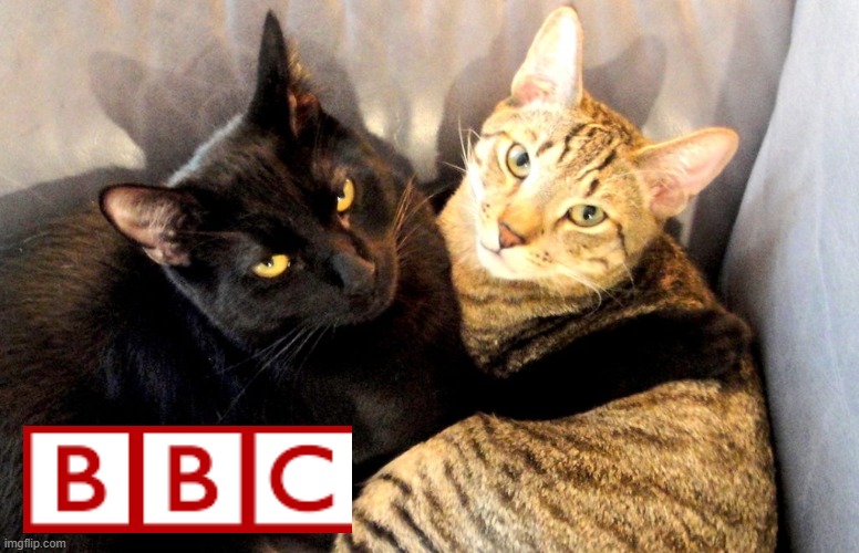 reporting live | image tagged in cats,funny,bbc | made w/ Imgflip meme maker