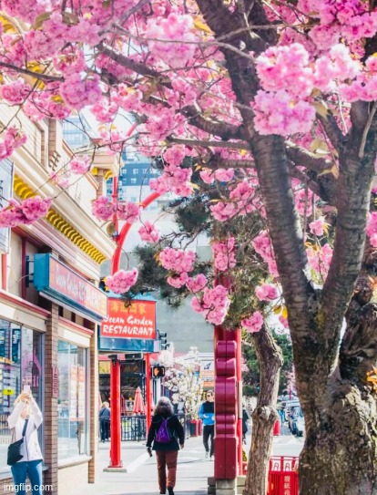 downtown in my city during springtime | made w/ Imgflip meme maker