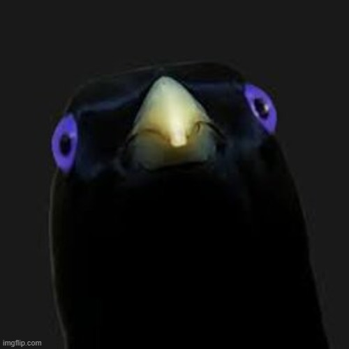 u want sum fuk | image tagged in u want sum fuk | made w/ Imgflip meme maker