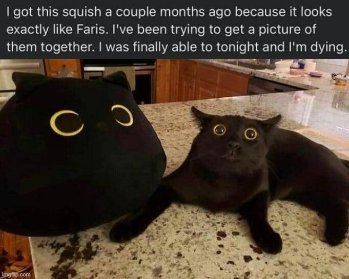 image tagged in cats | made w/ Imgflip meme maker