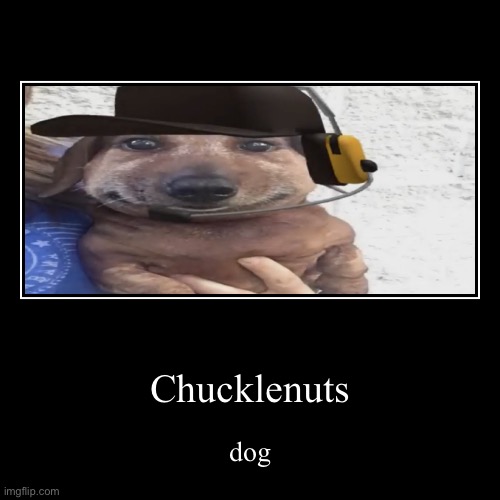 Chucklenuts | dog | image tagged in funny,demotivationals | made w/ Imgflip demotivational maker
