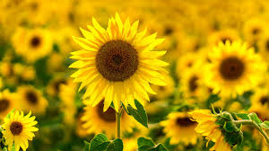 Sunflower FIELD Blank Meme Template