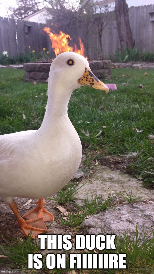 Fire | THIS DUCK IS ON FIIIIIIRE | image tagged in ducks | made w/ Imgflip meme maker