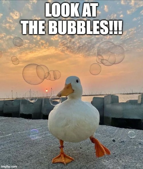 Bubbles | LOOK AT THE BUBBLES!!! | image tagged in ducks | made w/ Imgflip meme maker
