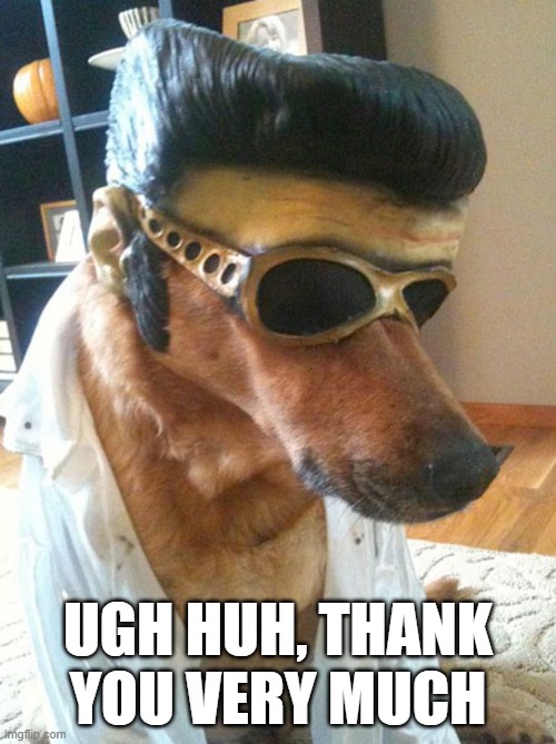 Elvis Mutt | UGH HUH, THANK YOU VERY MUCH | image tagged in dogs | made w/ Imgflip meme maker