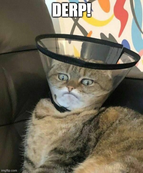 Cone of Shame | DERP! | image tagged in cats | made w/ Imgflip meme maker