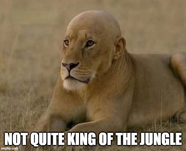 Poor Lion | NOT QUITE KING OF THE JUNGLE | image tagged in unsee juice | made w/ Imgflip meme maker